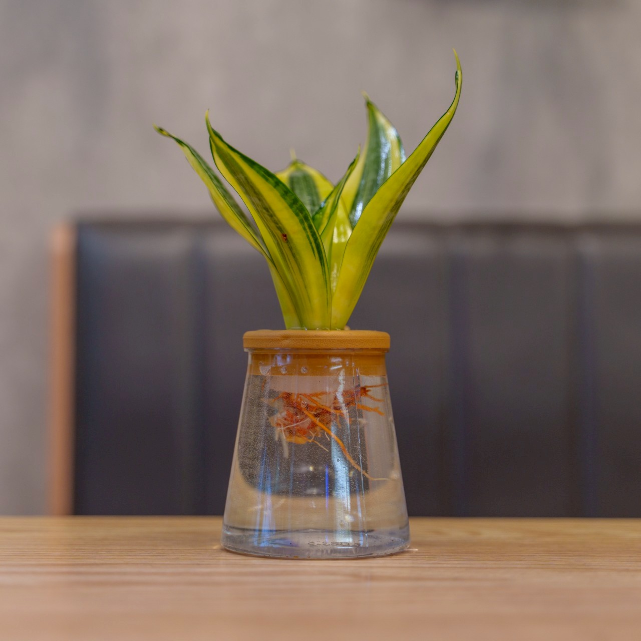 哈尼虎尾蘭 三角水耕盆栽 室內植物 觀葉植物 禮物 水培 辦公室小物 水耕盆栽