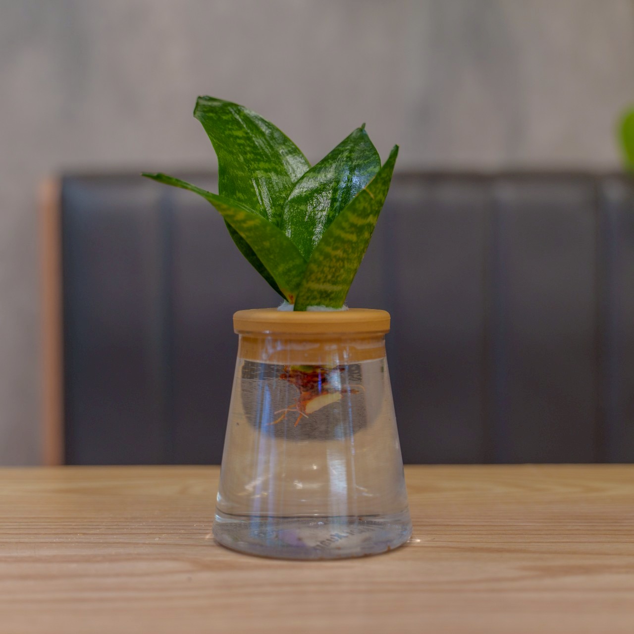 綠紋虎尾蘭 三角水耕盆栽 室內植物 觀葉植物 禮物 水培 辦公室小物 水耕盆栽