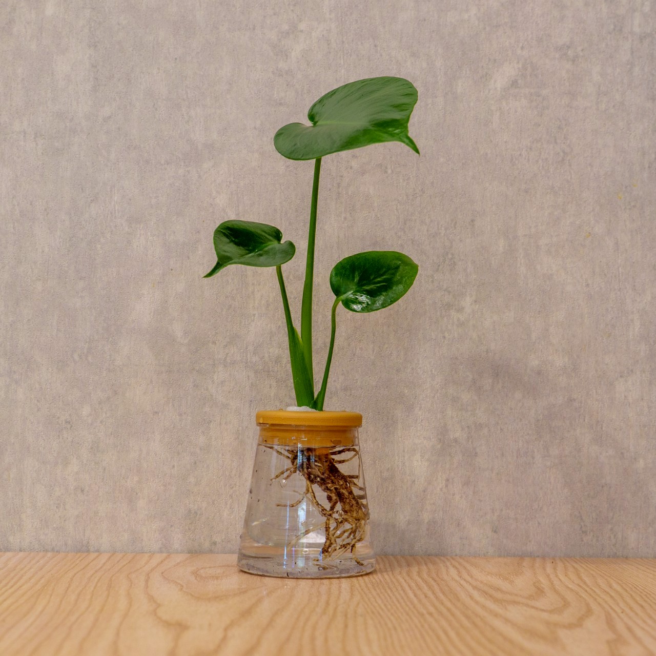 龜背芋 三角水耕盆栽 室內植物 觀葉植物 禮物 水培 辦公室小物 水耕盆栽