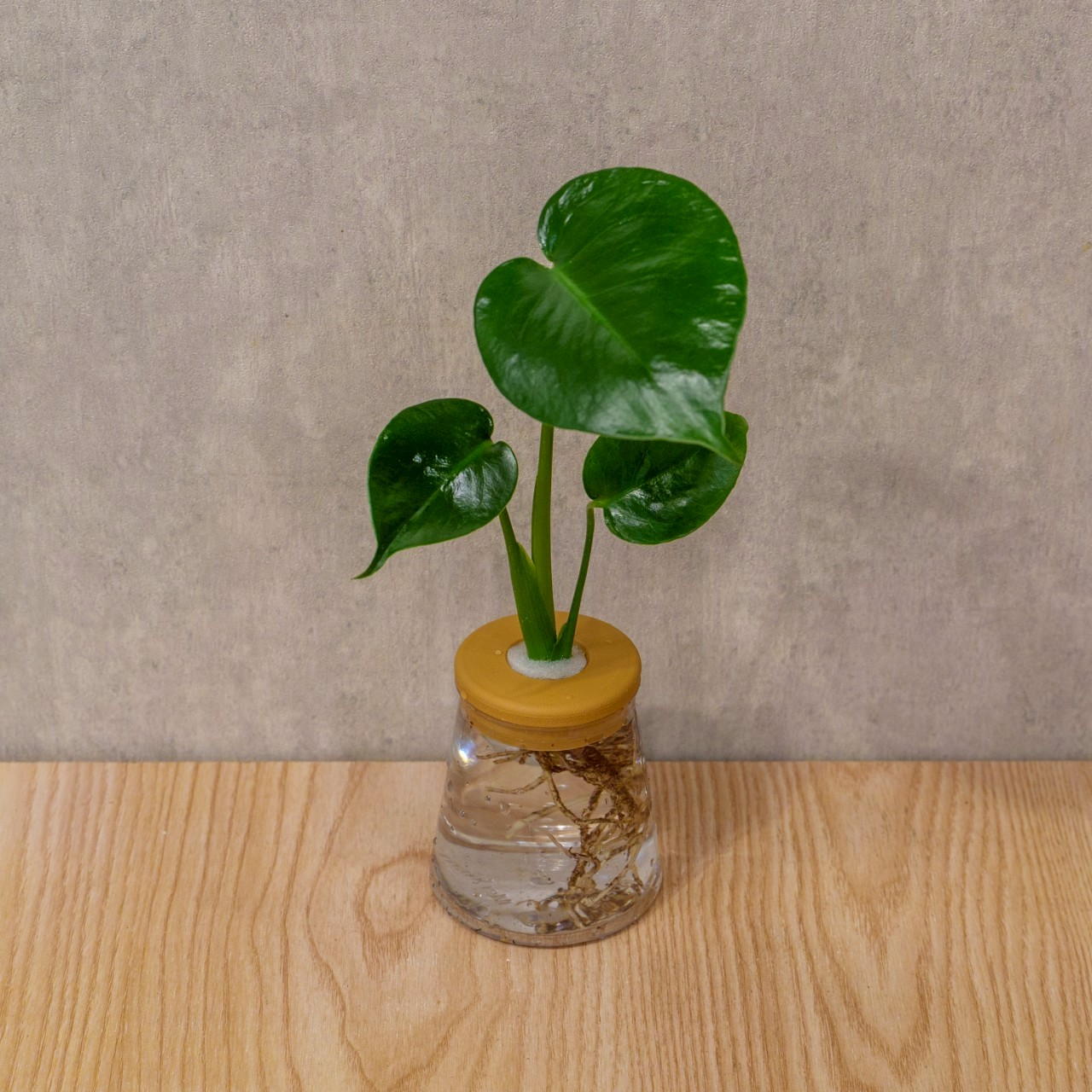 龜背芋 三角水耕盆栽 室內植物 觀葉植物 禮物 水培 辦公室小物 水耕盆栽