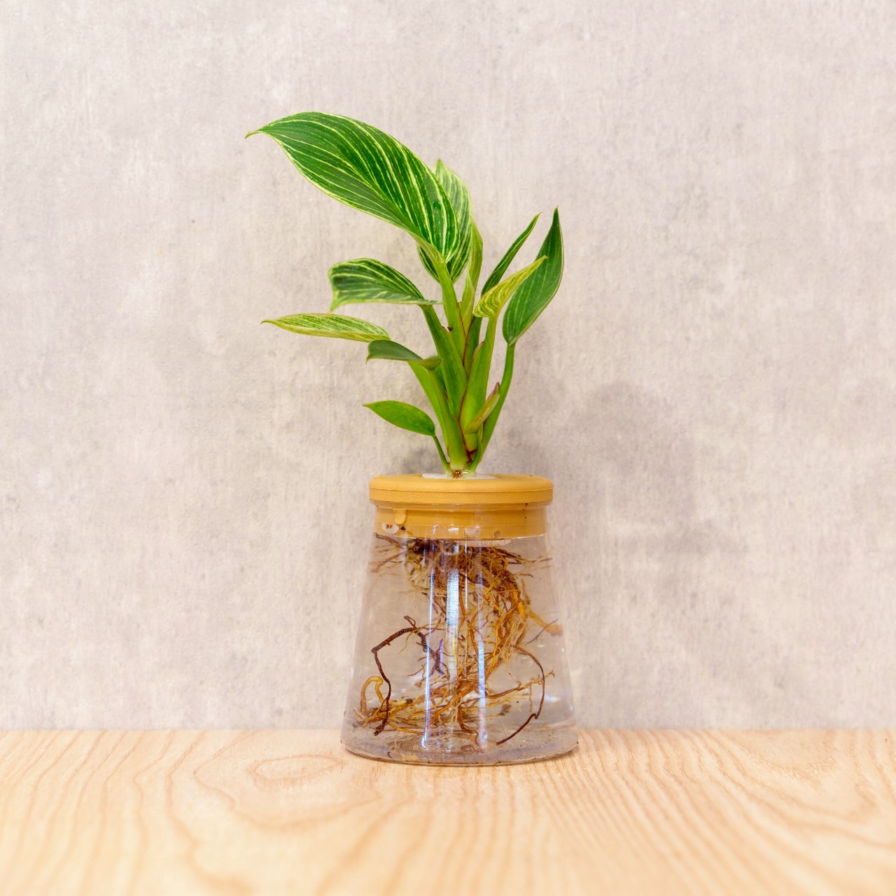 鉑金蔓綠絨 三角水耕盆栽 室內植物 觀葉植物 禮物 水培 辦公室小物 水耕盆栽