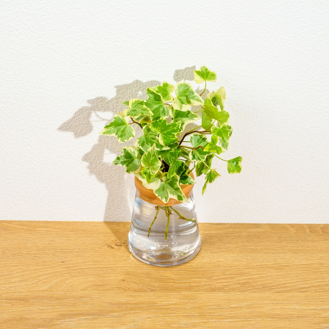常春藤 三角水耕盆栽 室內植物 觀葉植物 禮物 水培 辦公室小物 水耕盆栽