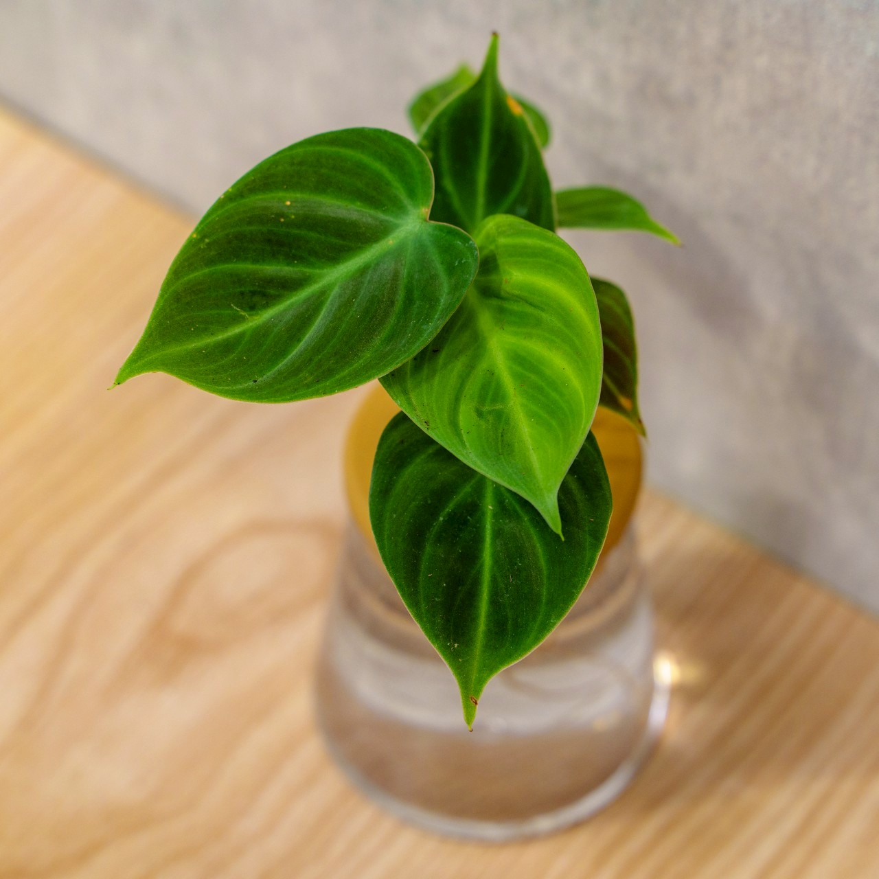 巧克力蔓綠絨 三角水耕盆栽 室內植物 觀葉植物 禮物 水培 辦公室小物 水耕盆栽