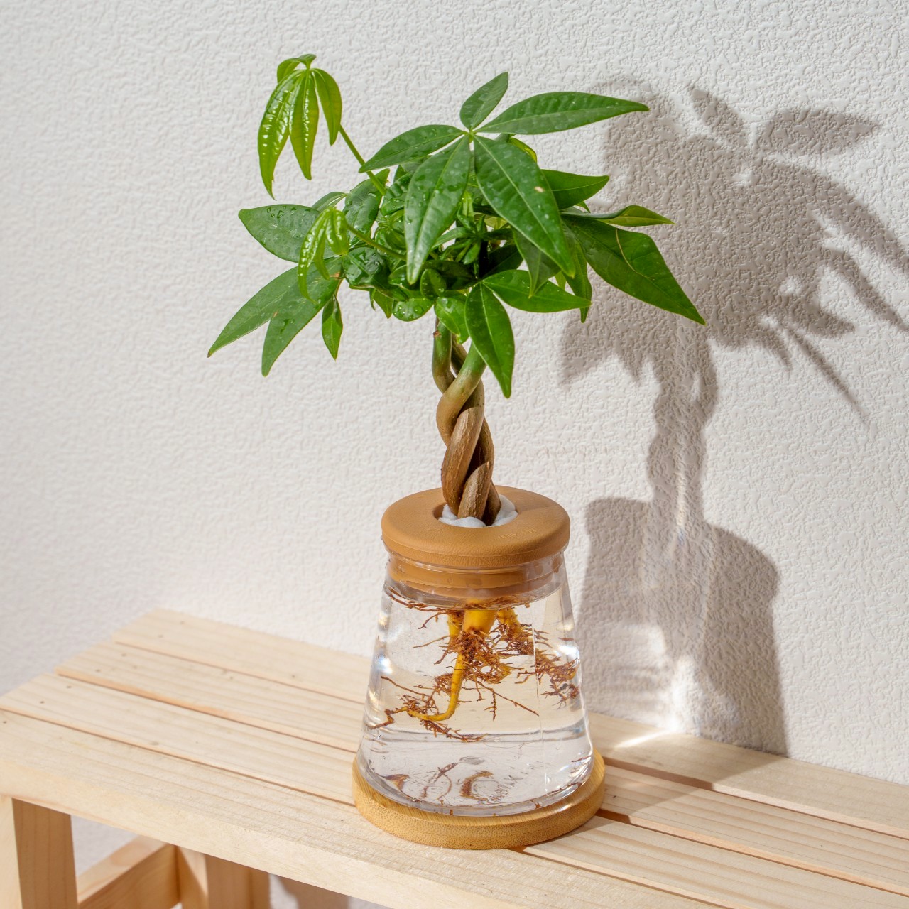 馬拉巴栗 三角水耕盆栽 室內植物 觀葉植物 禮物 水培 辦公室小物 水耕盆栽