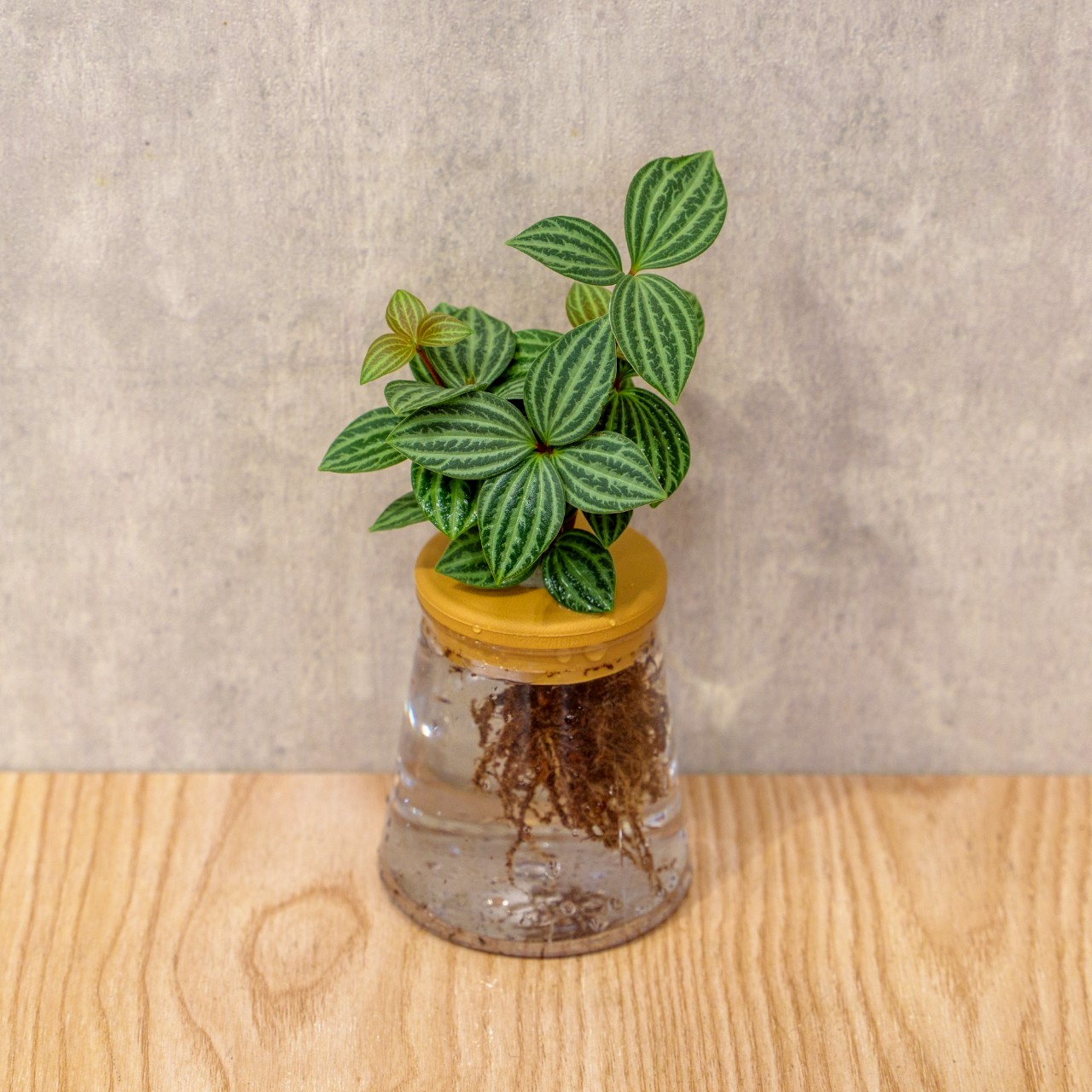 白脈椒草 三角水耕盆栽 室內植物 觀葉植物 禮物 水培 辦公室小物 水耕盆栽