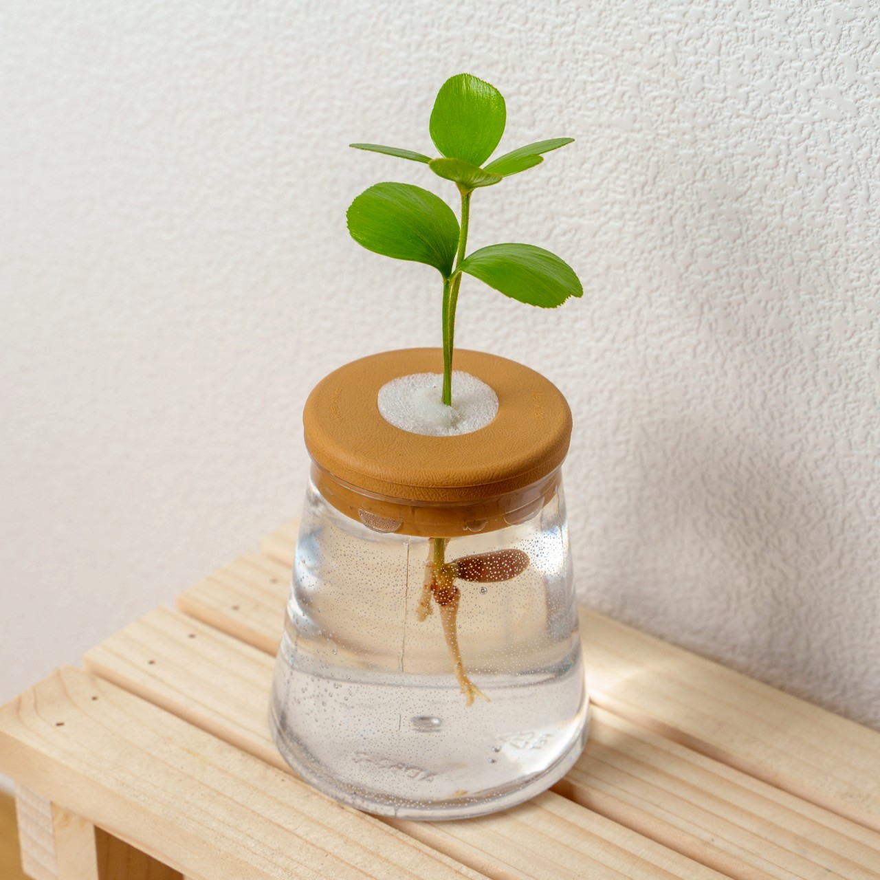 墨西哥鐵樹 三角水耕盆栽 室內植物 觀葉植物 禮物 水培 辦公室小物 水耕盆栽