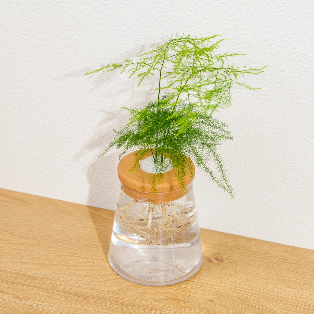 文竹 三角水耕盆栽 室內植物 觀葉植物 禮物 水培 辦公室小物 水耕盆栽