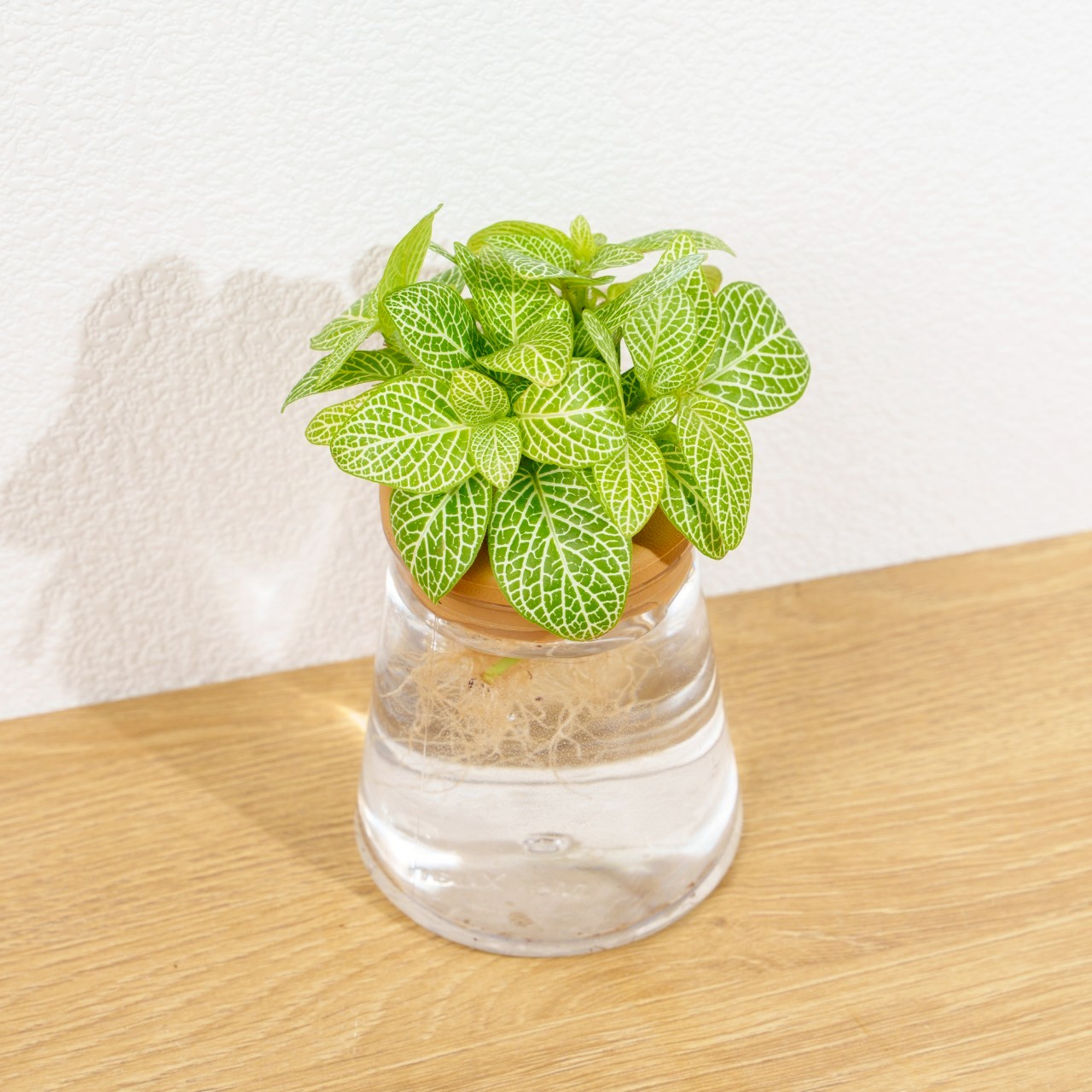 檸檬網紋草 三角水耕盆栽 室內植物 觀葉植物 禮物 水培 辦公室小物 水耕盆栽