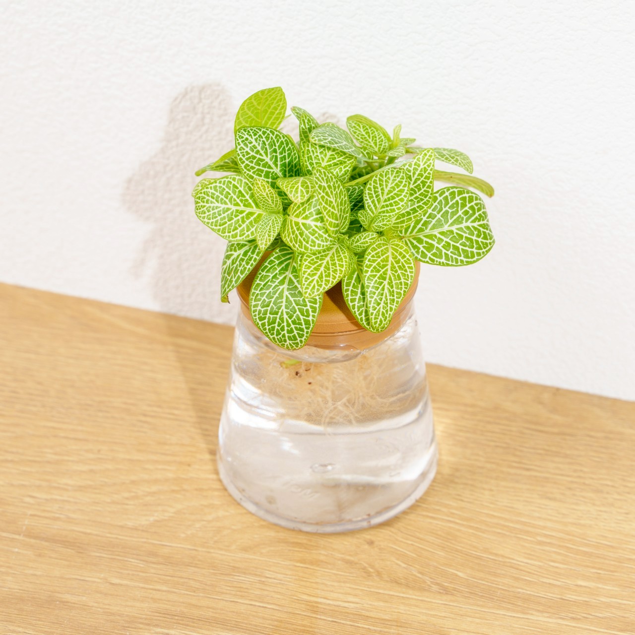 檸檬網紋草 三角水耕盆栽 室內植物 觀葉植物 禮物 水培 辦公室小物 水耕盆栽
