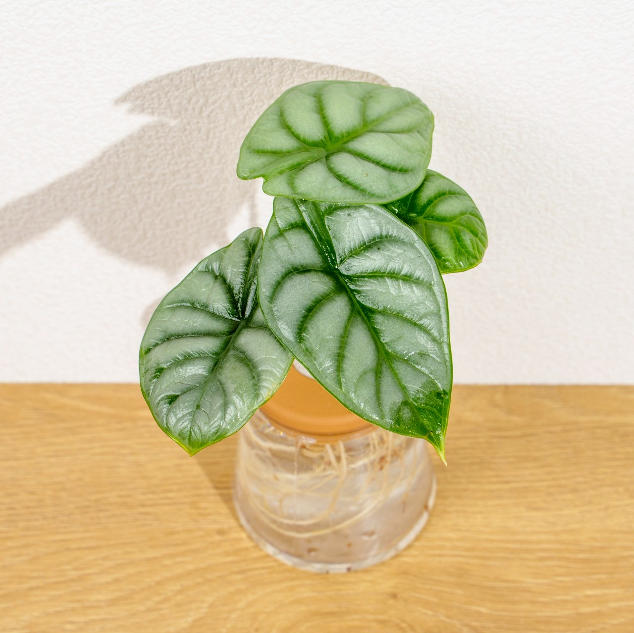 銀龍觀音蓮 三角水耕盆栽 室內植物 觀葉植物 禮物 水培 辦公室小物 水耕盆栽