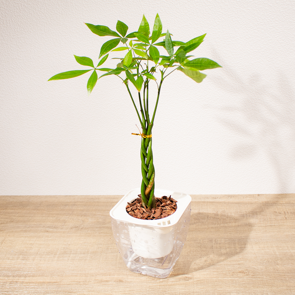 馬拉巴栗 免澆水方形盆栽 室內植物 觀葉植物 禮物 盆栽 辦公室小物 懶人盆栽