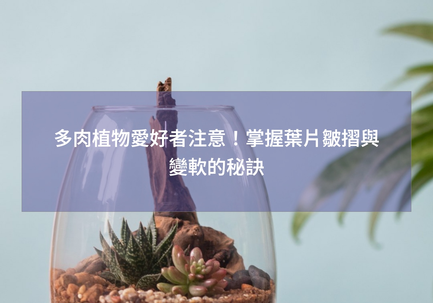 閱讀更多文章 多肉植物愛好者注意！掌握葉片皺摺與變軟的秘訣