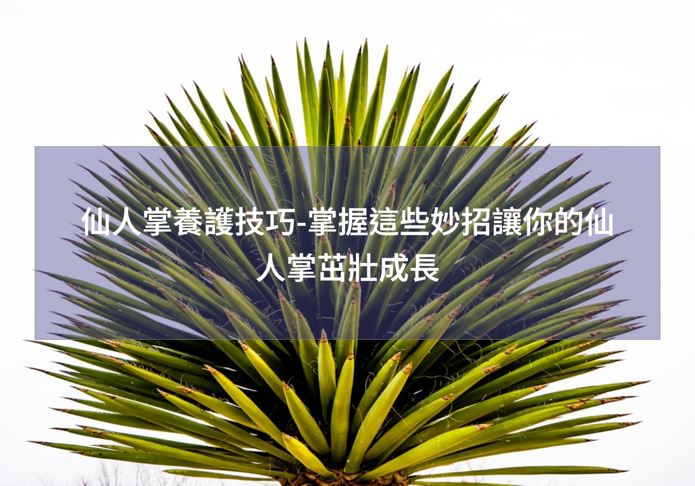 仙人掌養護技巧-掌握這些妙招讓你的仙人掌茁壯成長