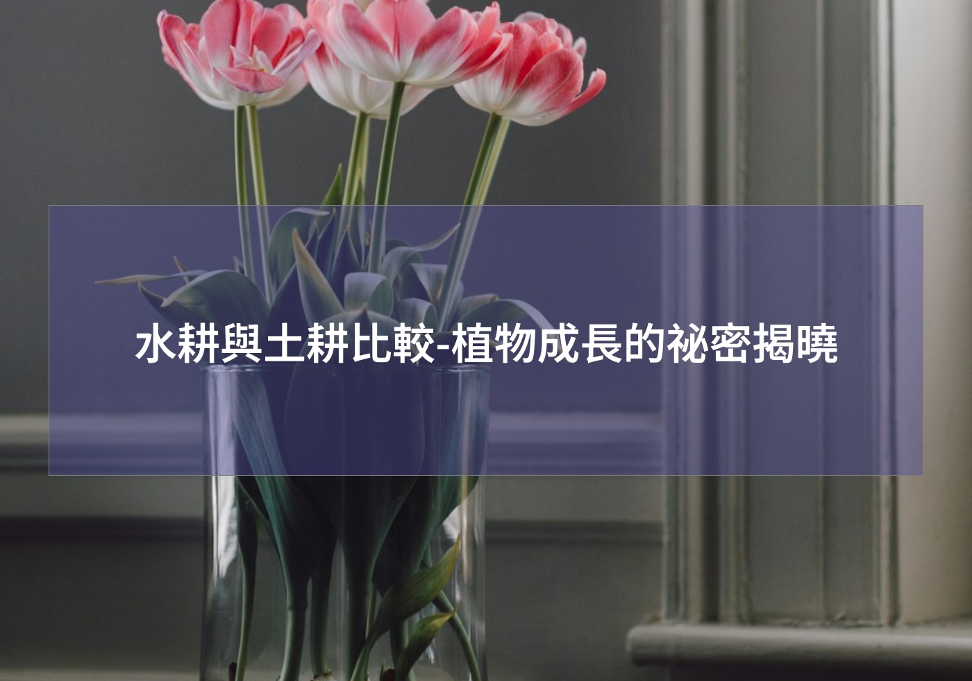 閱讀更多文章 水耕與土耕比較-植物成長的祕密揭曉