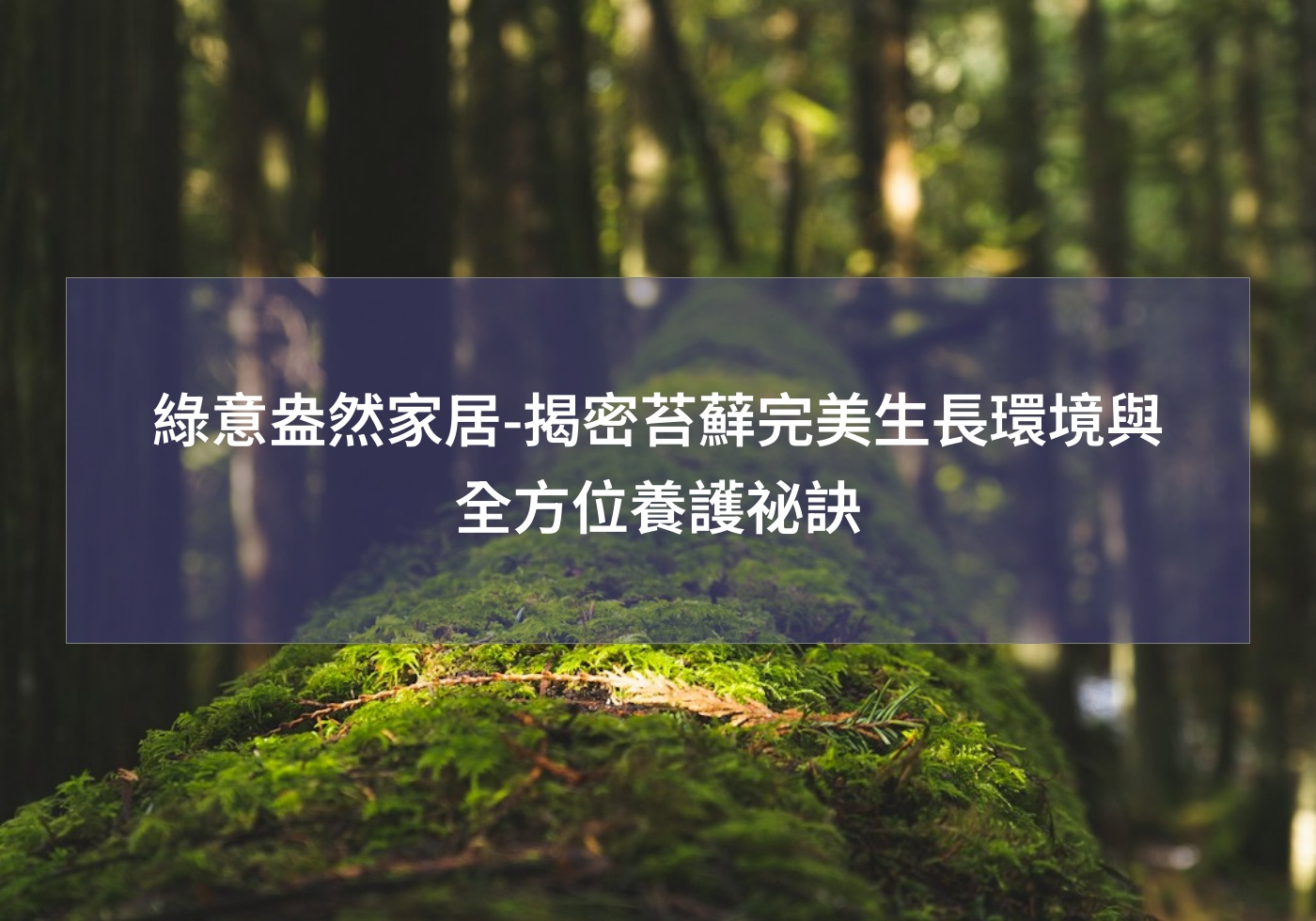 閱讀更多文章 綠意盎然家居-揭密苔蘚完美生長環境與全方位養護祕訣