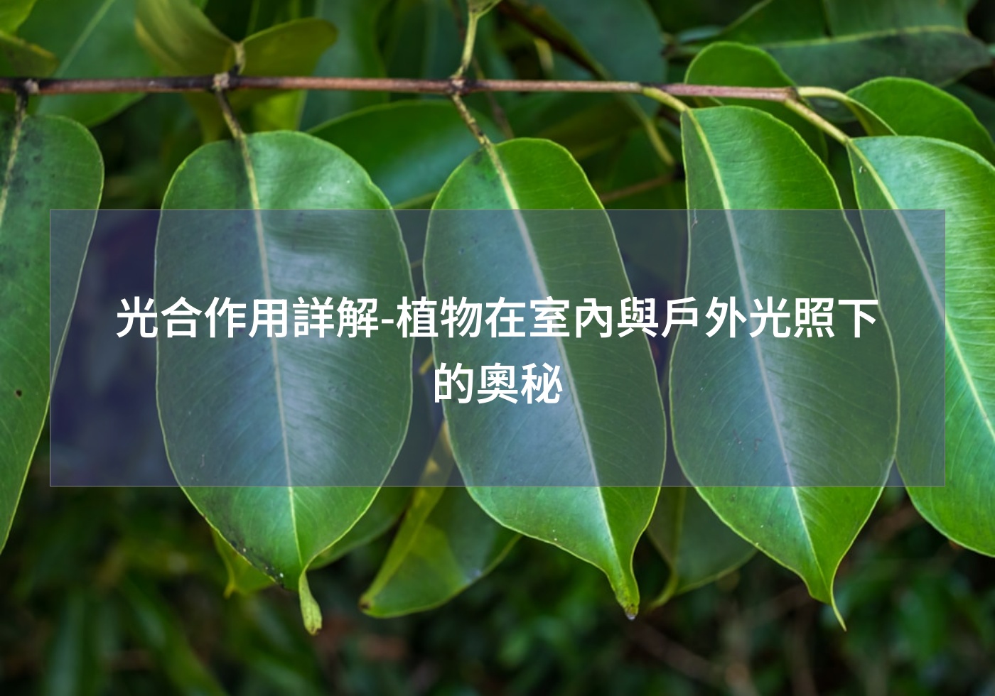 閱讀更多文章 光合作用詳解-植物在室內與戶外光照下的奧秘