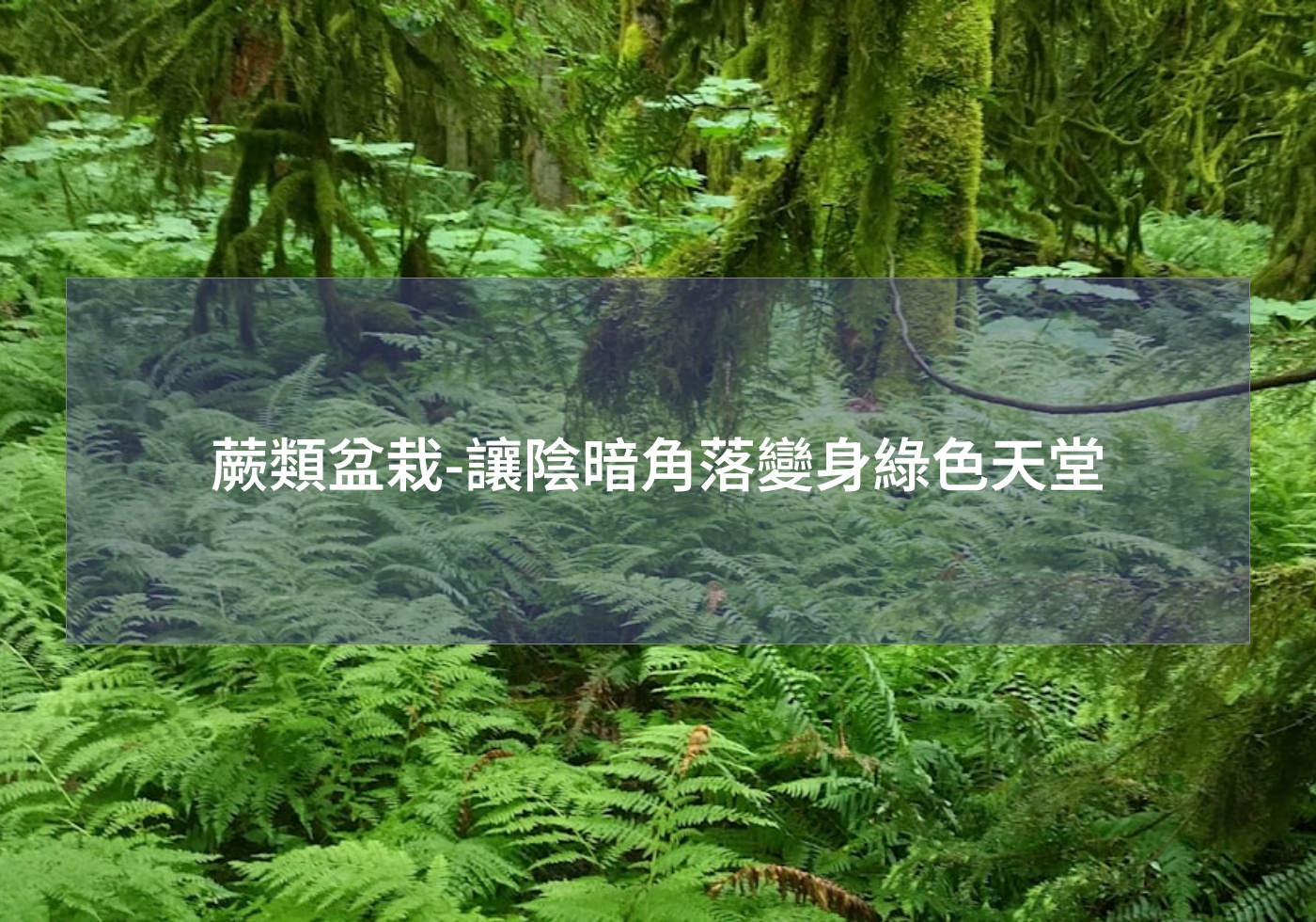 閱讀更多文章 蕨類盆栽-讓陰暗角落變身綠色天堂