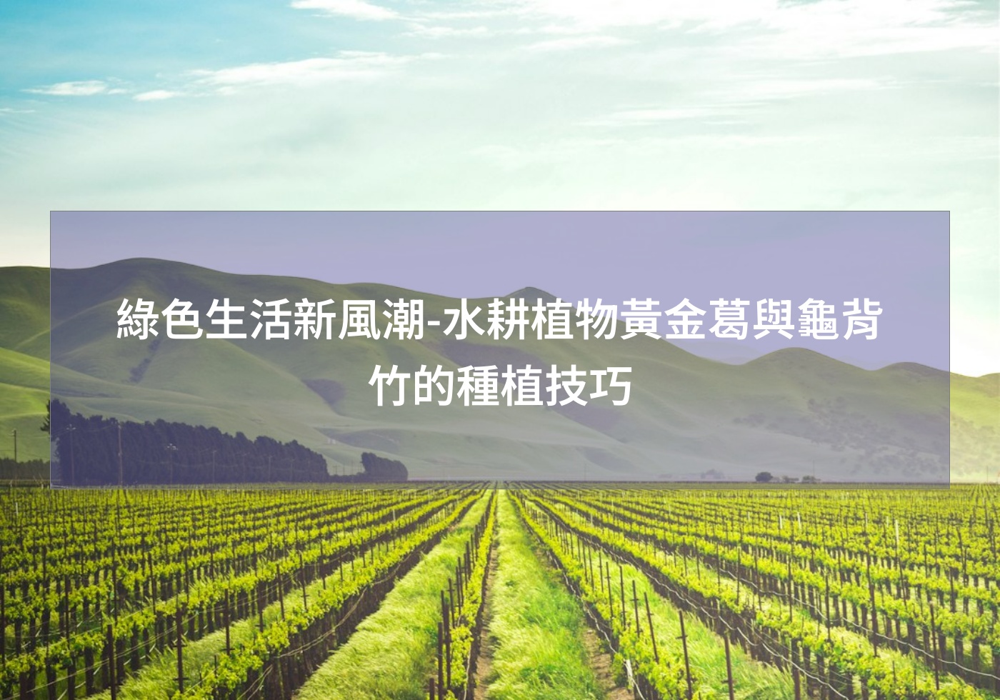 閱讀更多文章 綠色生活新風潮-水耕植物黃金葛與龜背竹的種植技巧