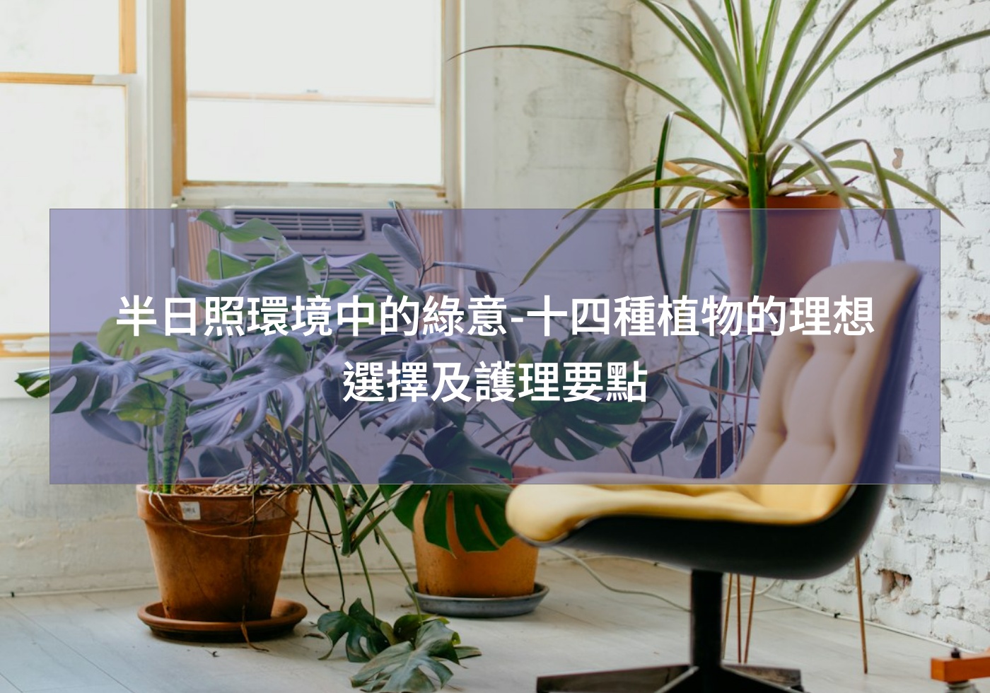 半日照環境中的綠意-十四種植物的理想選擇及護理要點