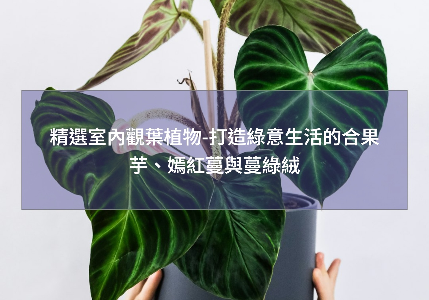 閱讀更多文章 精選室內觀葉植物-打造綠意生活的合果芋、嫣紅蔓與蔓綠絨