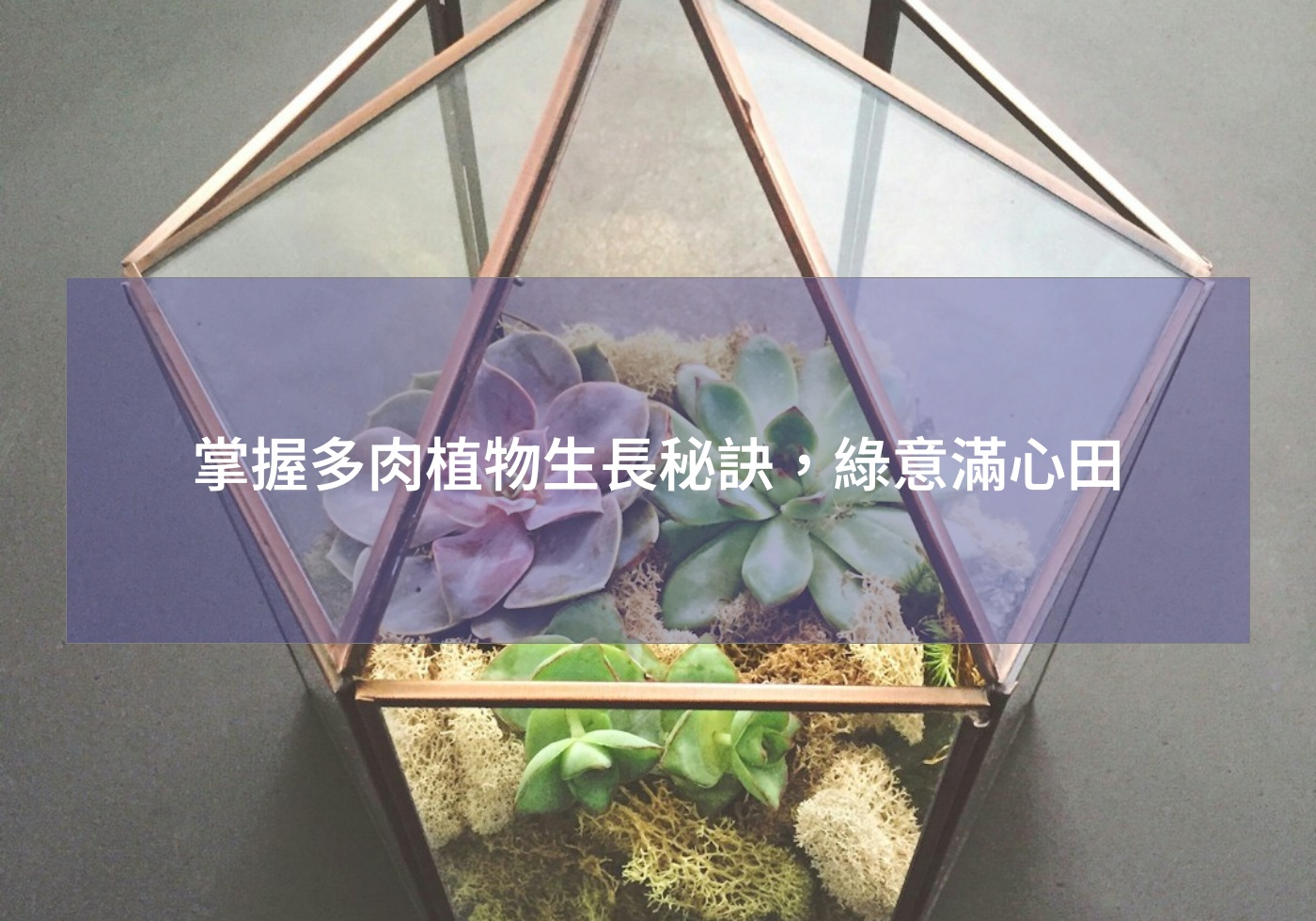 閱讀更多文章 掌握多肉植物生長秘訣，綠意滿心田