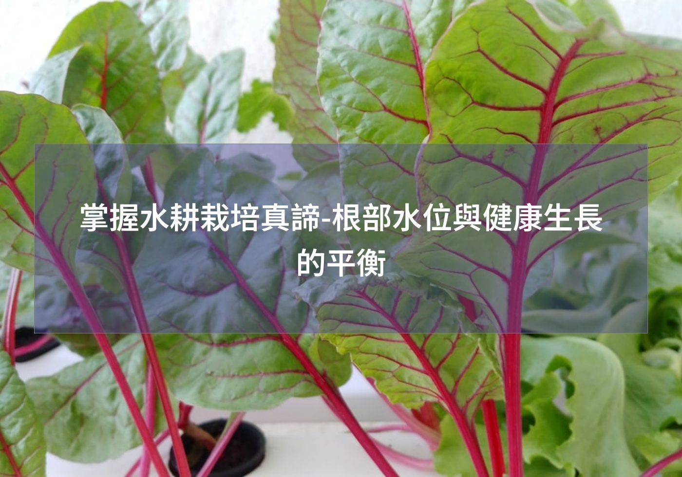 閱讀更多文章 掌握水耕栽培真諦-根部水位與健康生長的平衡