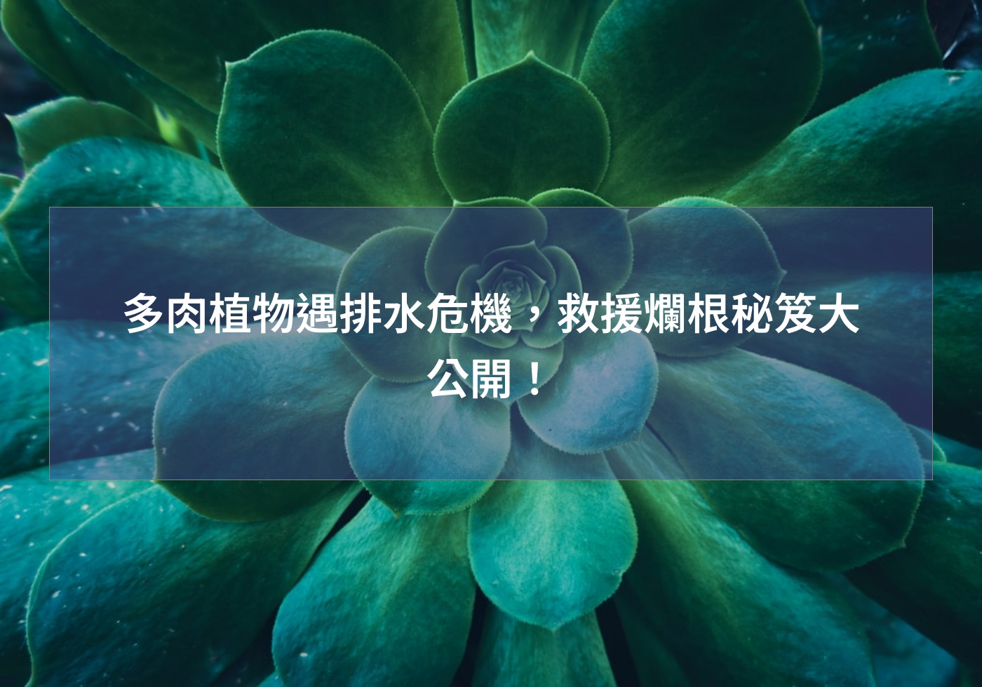 閱讀更多文章 多肉植物遇排水危機，救援爛根秘笈大公開！