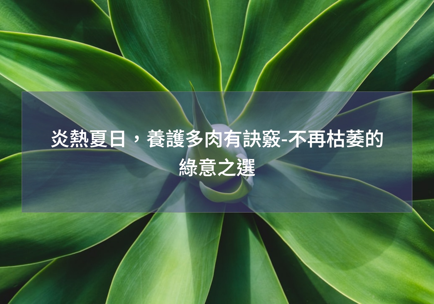 閱讀更多文章 炎熱夏日，養護多肉有訣竅-不再枯萎的綠意之選