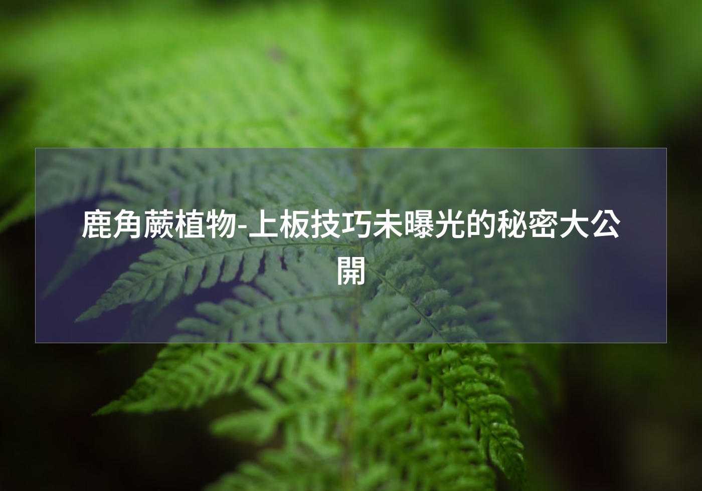 閱讀更多文章 鹿角蕨植物-上板技巧未曝光的秘密大公開