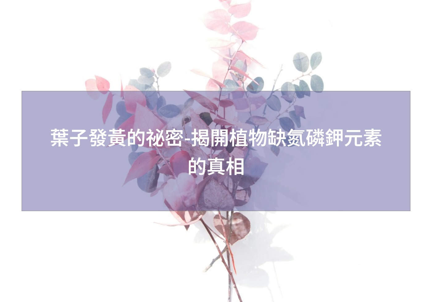 閱讀更多文章 葉子發黃的祕密-揭開植物缺氮磷鉀元素的真相