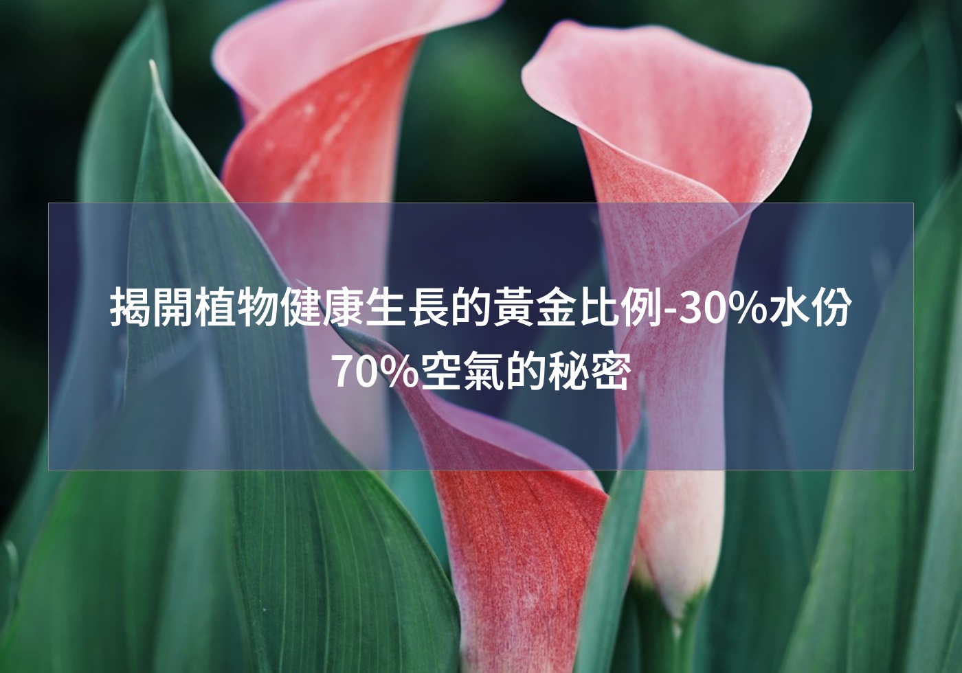 閱讀更多文章 揭開植物健康生長的黃金比例-30%水份 70%空氣的秘密