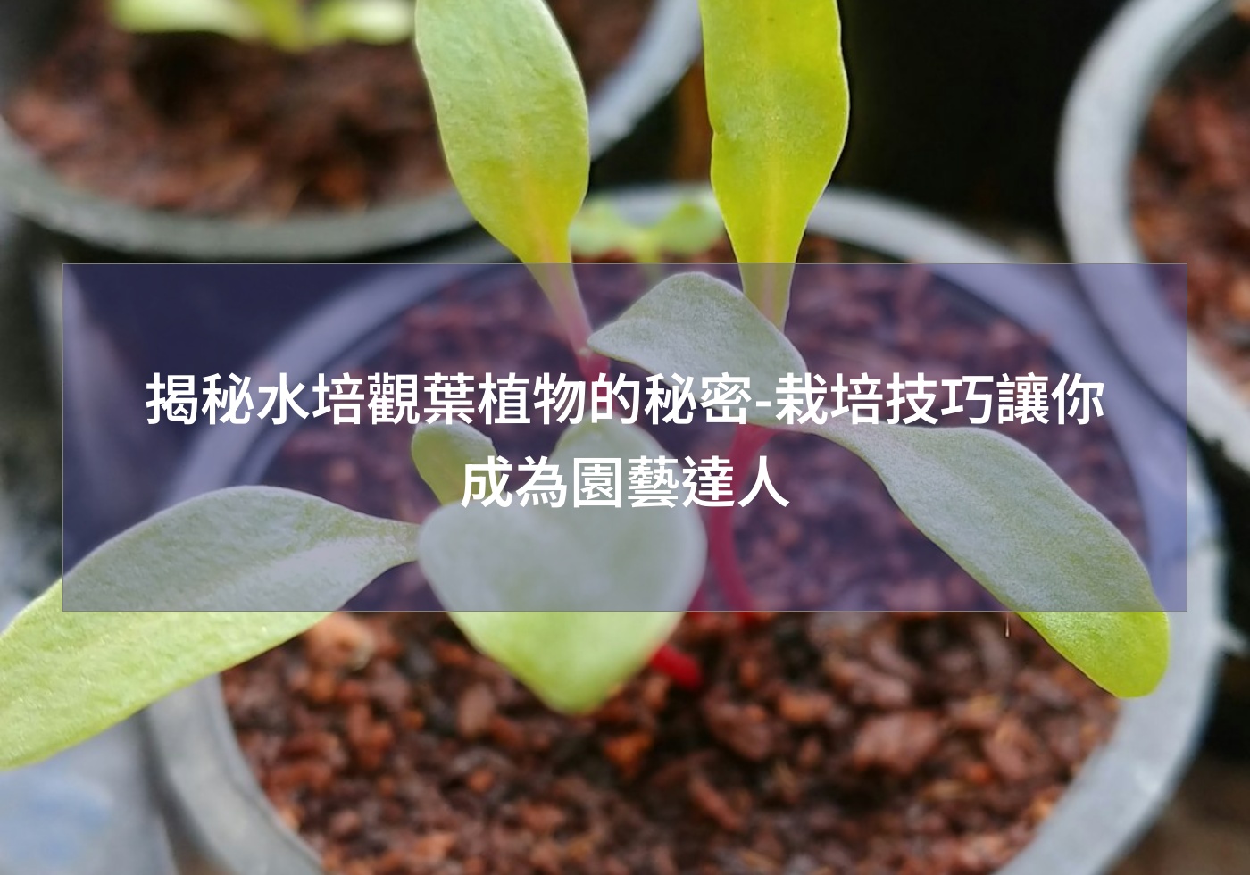 閱讀更多文章 揭秘水培觀葉植物的秘密-栽培技巧讓你成為園藝達人