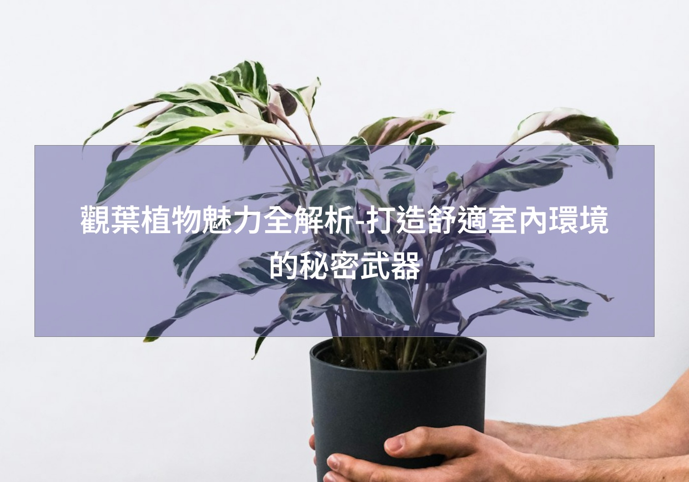 觀葉植物魅力全解析-打造舒適室內環境的秘密武器