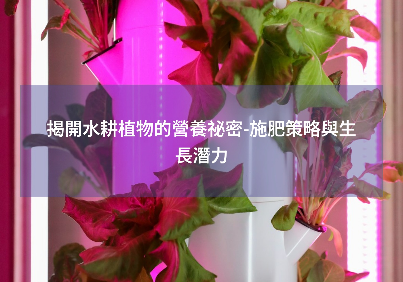 閱讀更多文章 揭開水耕植物的營養祕密-施肥策略與生長潛力