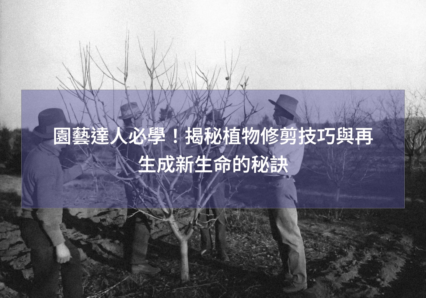 園藝達人必學！揭秘植物修剪技巧與再生成新生命的秘訣