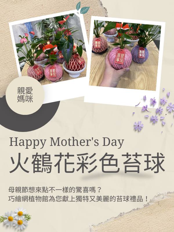Happy Mother's Day 火鶴花彩色苔球 母親節想來點不一樣的驚喜嗎？ 巧繪網植物館為您獻上獨特又美麗的苔球禮品！