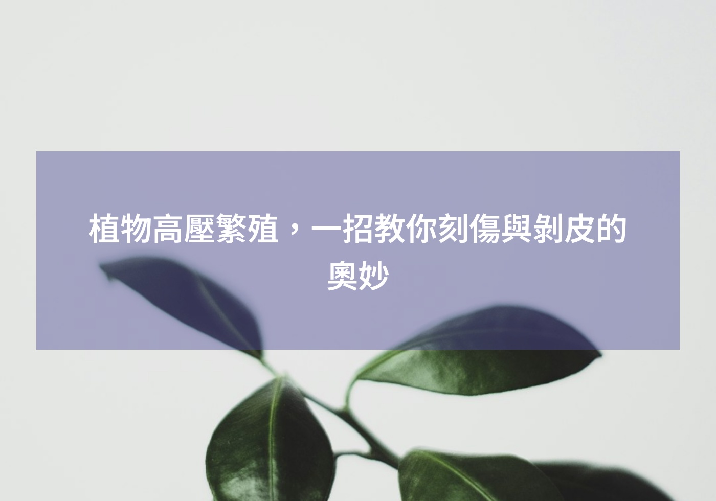 植物高壓繁殖，一招教你刻傷與剝皮的奧妙