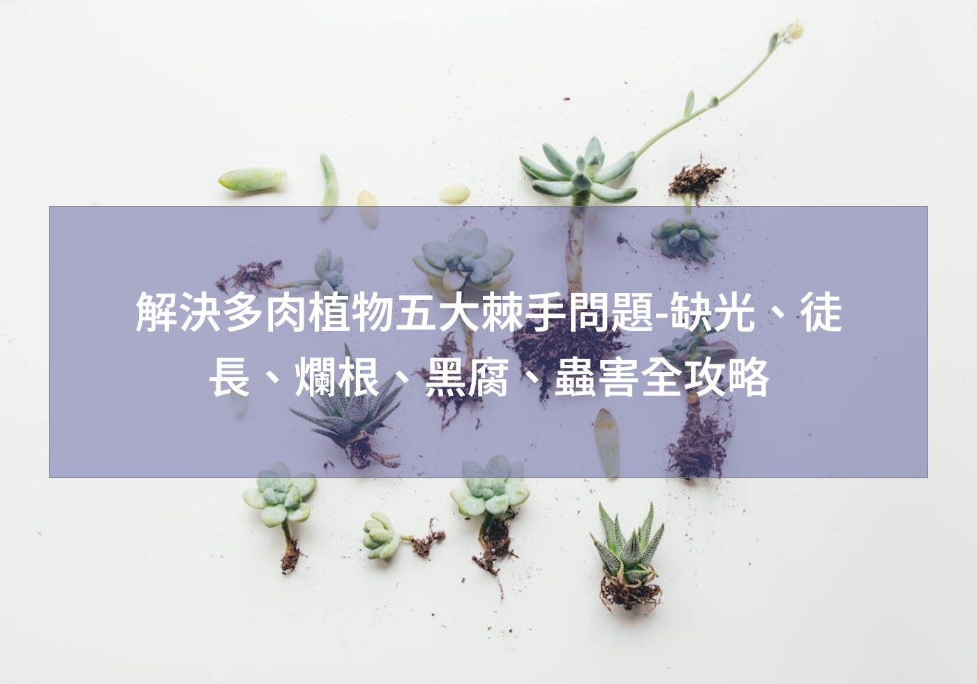 解決多肉植物五大棘手問題-缺光、徒長、爛根、黑腐、蟲害全攻略