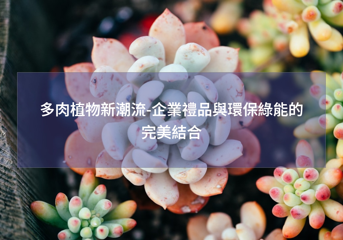 多肉植物新潮流-企業禮品與環保綠能的完美結合