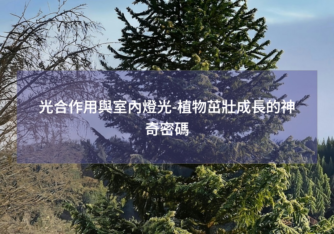 光合作用與室內燈光-植物茁壯成長的神奇密碼