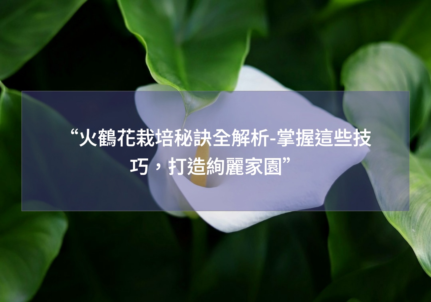 “火鶴花栽培秘訣全解析-掌握這些技巧，打造絢麗家園”