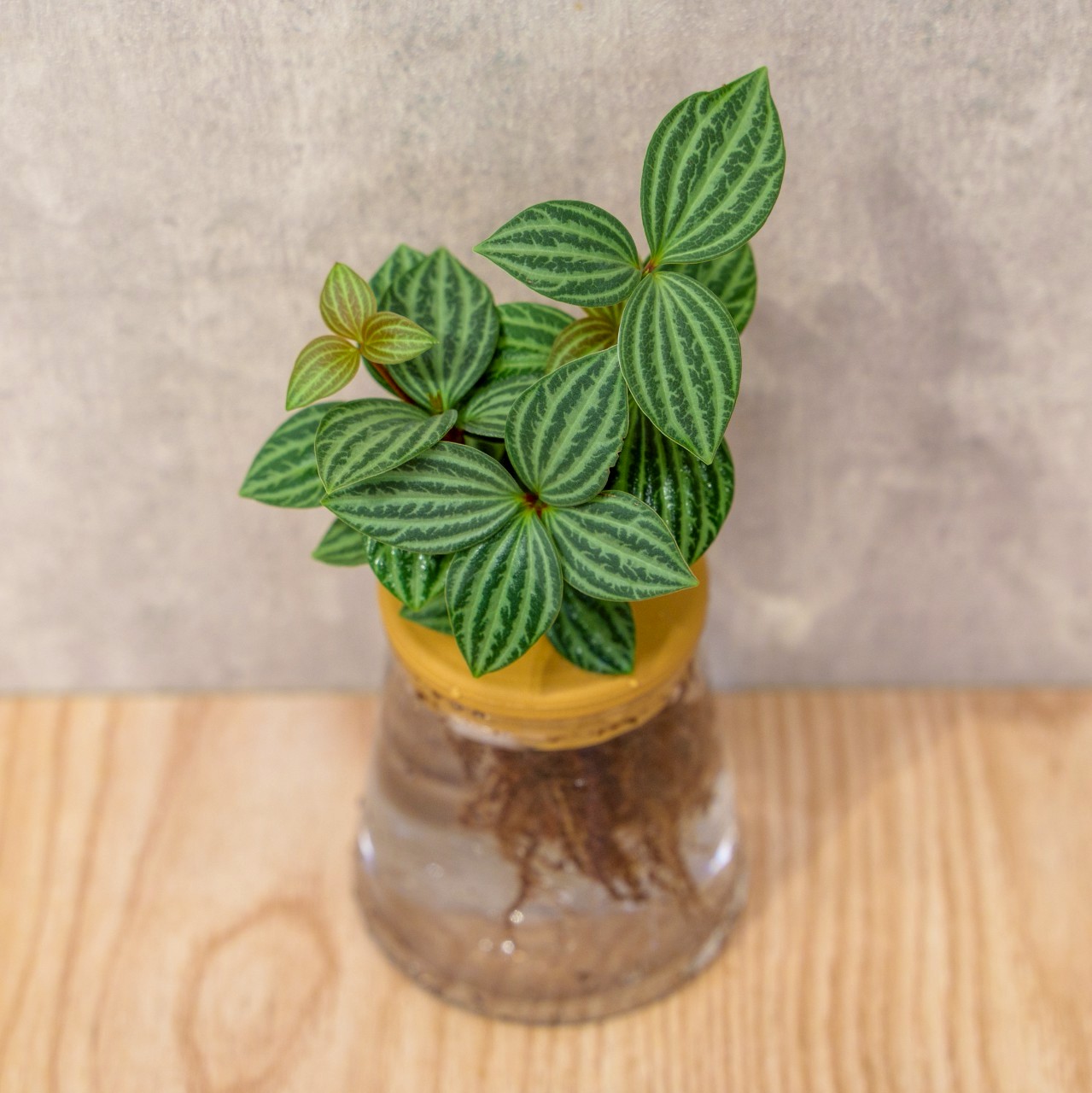 白脈椒草 三角水耕盆栽 室內植物 觀葉植物 禮物 水培 辦公室小物 水耕盆栽