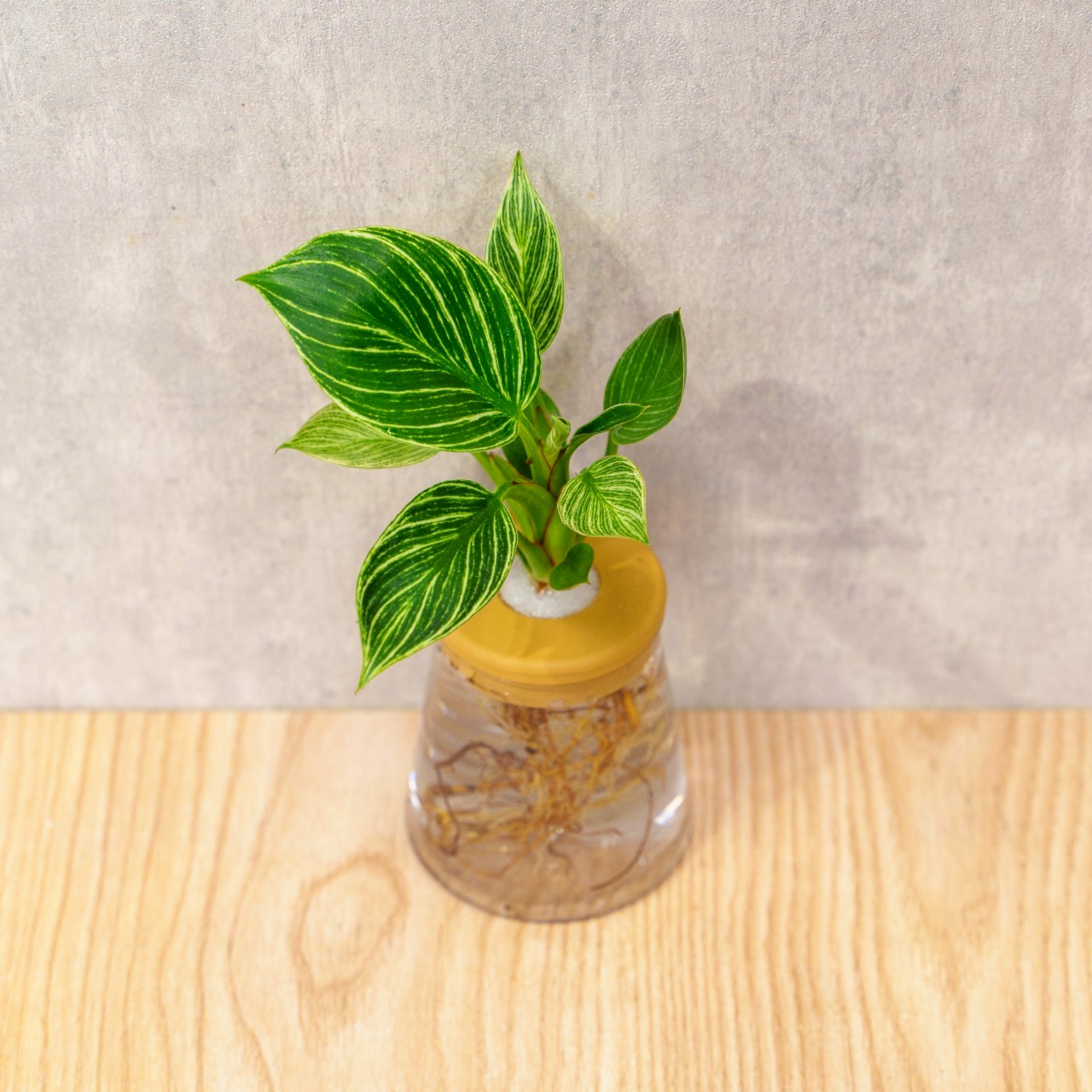 鉑金蔓綠絨 三角水耕盆栽 室內植物 觀葉植物 禮物 水培 辦公室小物 水耕盆栽