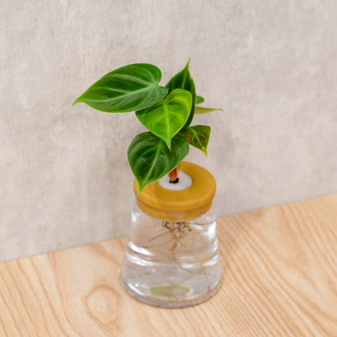 巧克力蔓綠絨 三角水耕盆栽 室內植物 觀葉植物 禮物 水培 辦公室小物 水耕盆栽