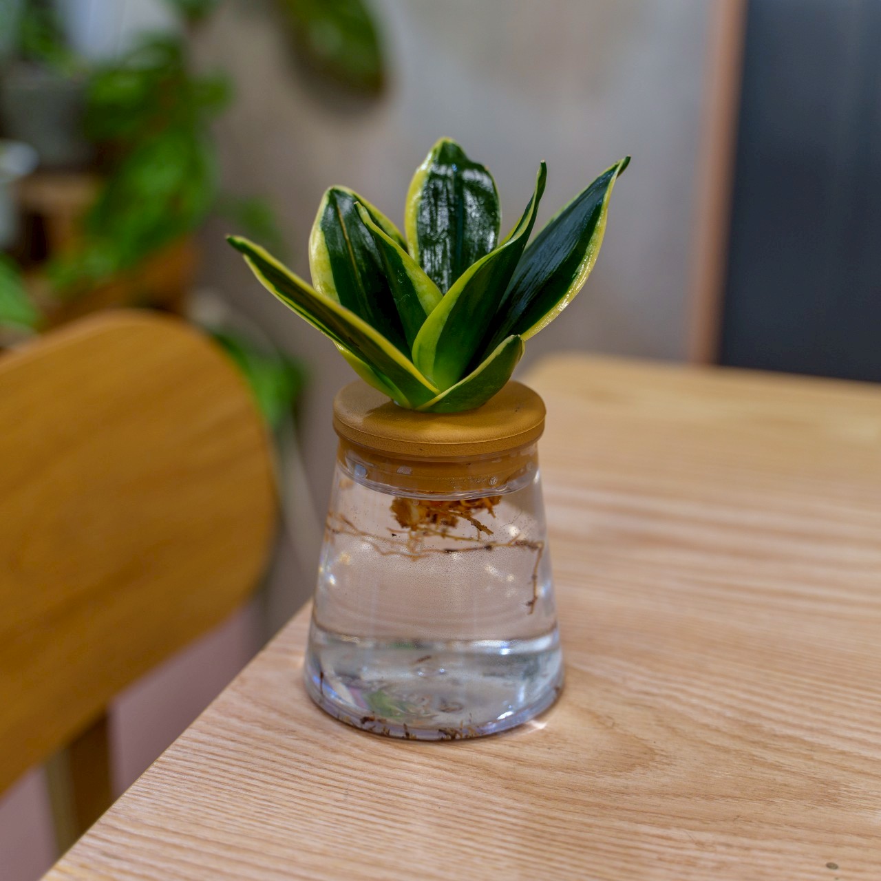 金剛虎尾蘭 三角水耕盆栽 室內植物 觀葉植物 禮物 水培 辦公室小物 水耕盆栽