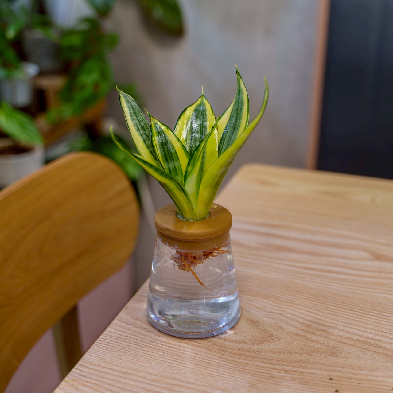 哈尼虎尾蘭 三角水耕盆栽 室內植物 觀葉植物 禮物 水培 辦公室小物 水耕盆栽