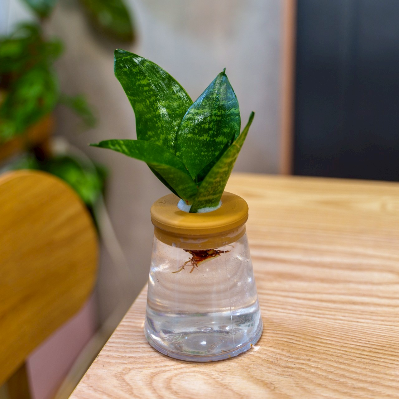 綠紋虎尾蘭 三角水耕盆栽 室內植物 觀葉植物 禮物 水培 辦公室小物 水耕盆栽