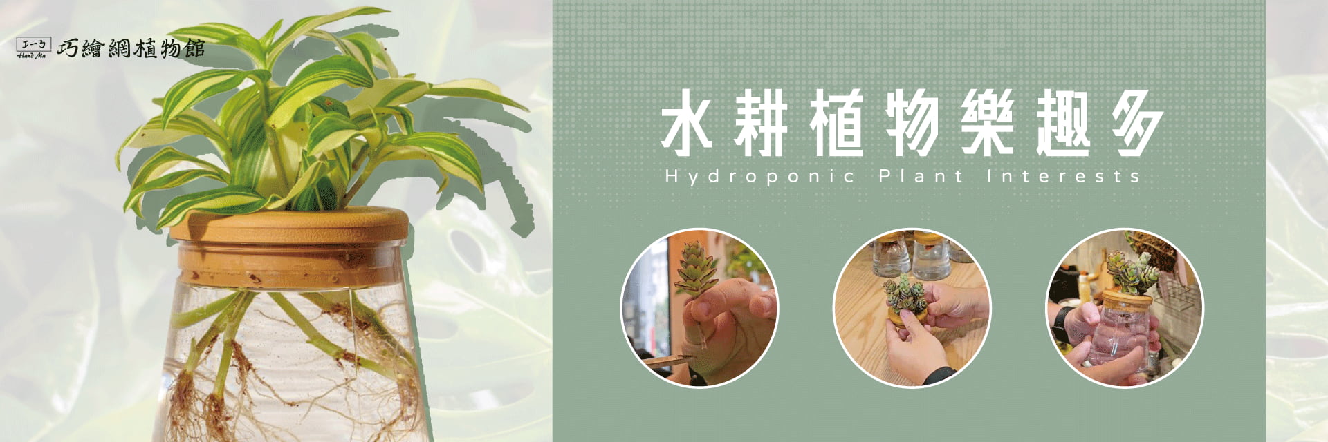 水耕植物樂趣多