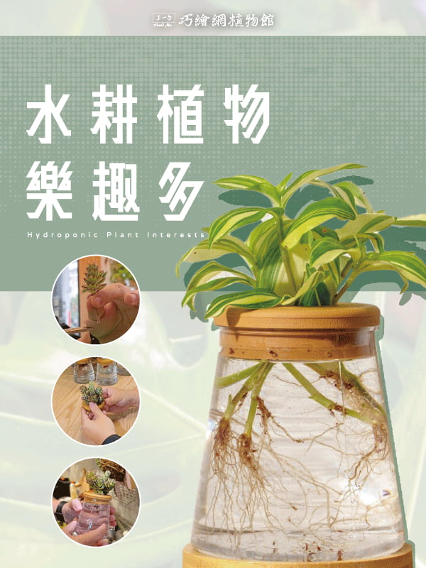 水耕植物樂趣多
