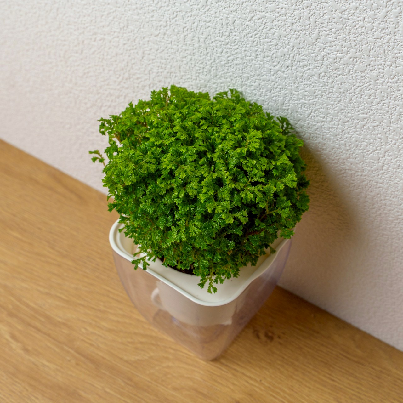 珊瑚捲柏 免澆水方形盆栽 室內植物 觀葉植物 禮物 盆栽 辦公室小物 懶人盆栽